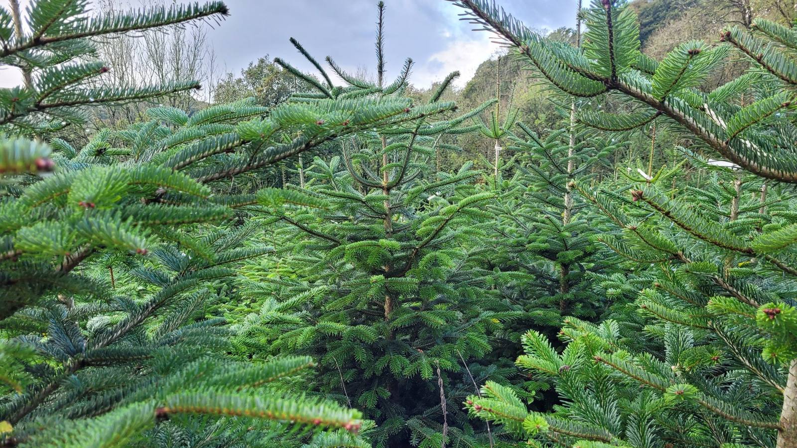 Rows of young Nordmann fir trees growing on the farm