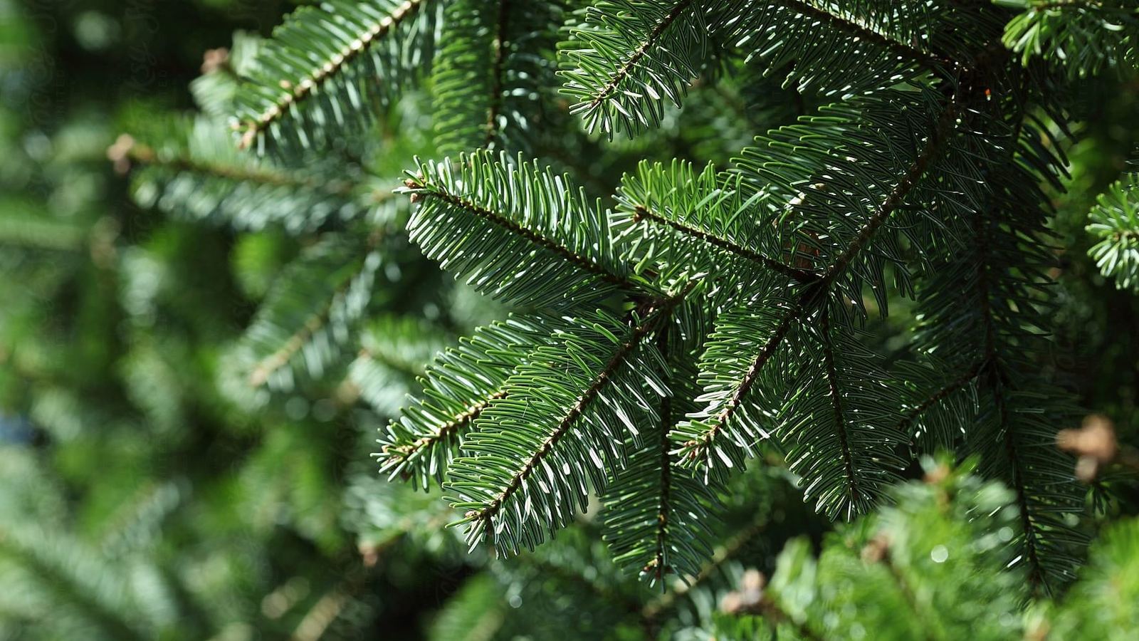 Nordmann fir branches
