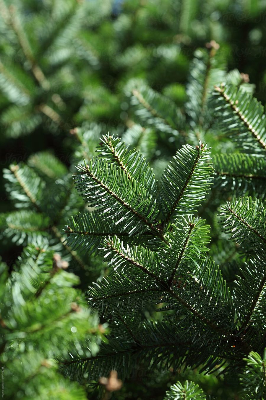 Close-up of Nordmann fir branches